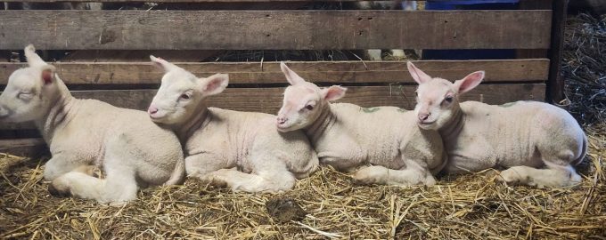Cidrerie Distillerie Les Vergers de la Ferme - agneaux