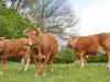 Vaches de la Ferme de Rubian