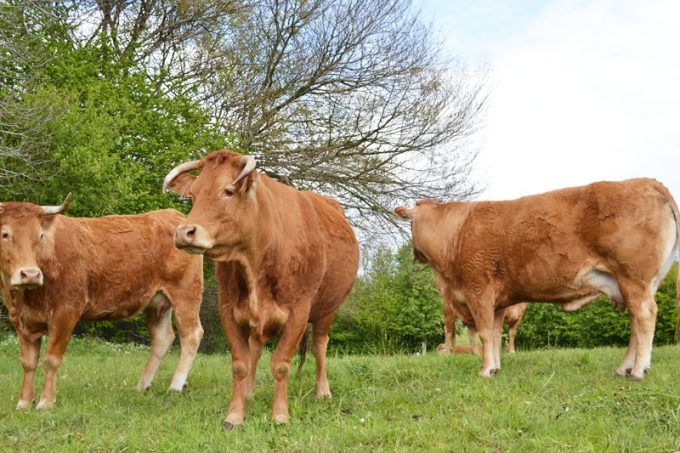 Vaches de la Ferme de Rubian
