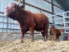 Élevage Drillien - vache et veau Salers à l'étable