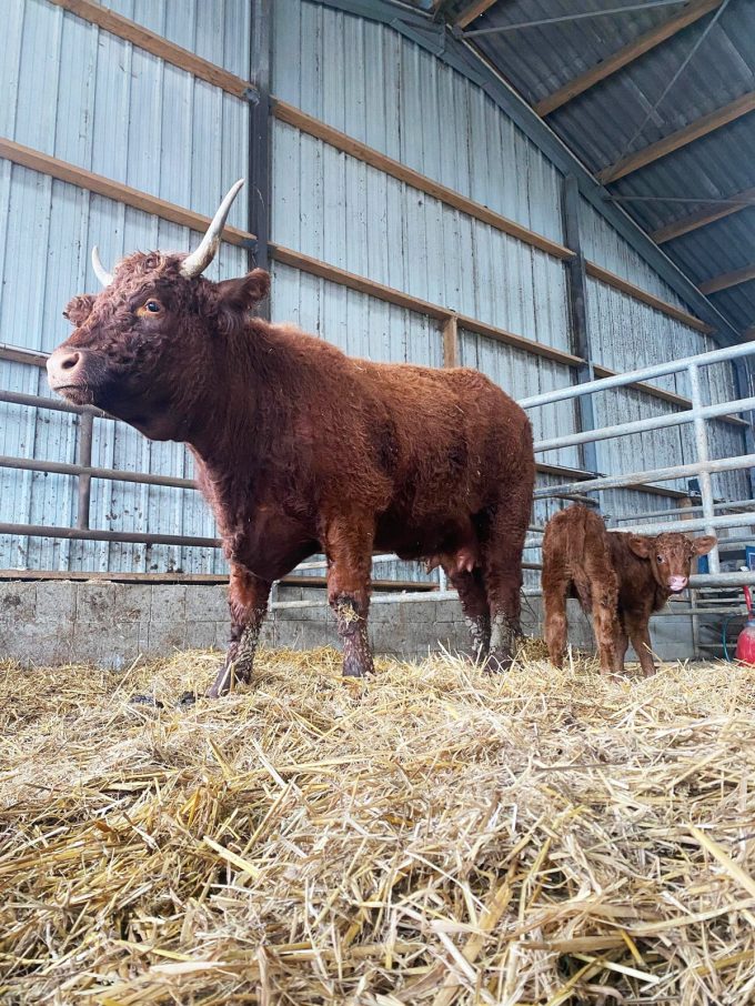 Élevage Drillien - vache et veau Salers à l'étable