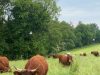 Troupeau de vaches Salers