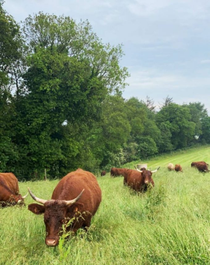 Troupeau de vaches Salers