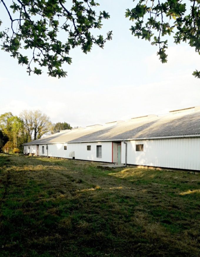 Élevage Drillien - poulailler