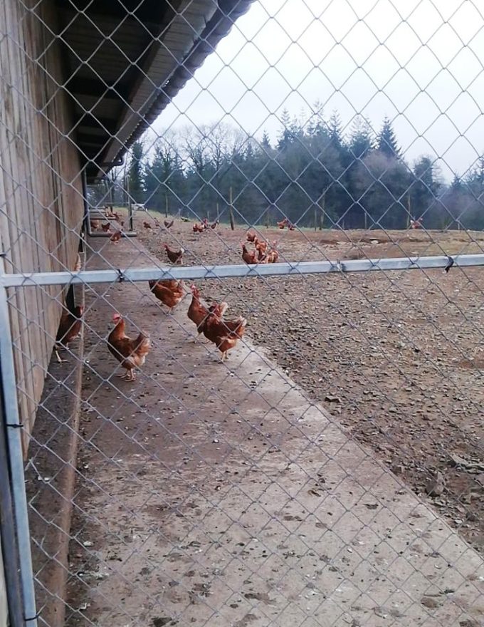 Élevage Drillien - poules pondeuses en parcours extérieur