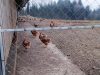 Élevage Drillien - poules pondeuses en parcours extérieur