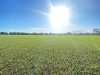 Orge de printemps