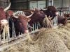 Vaches nourries au bon foin de l’exploitation