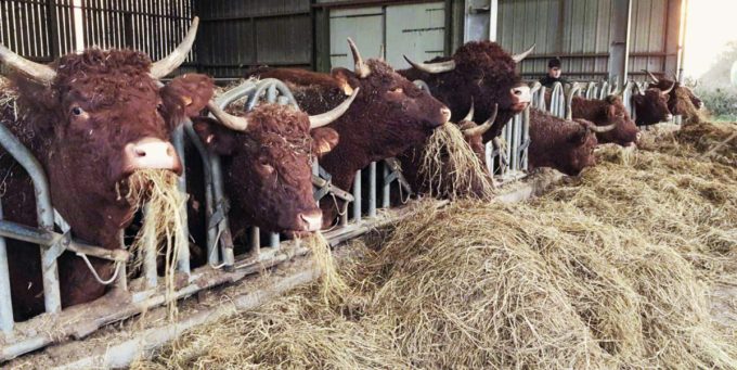 Vaches nourries au bon foin de l’exploitation