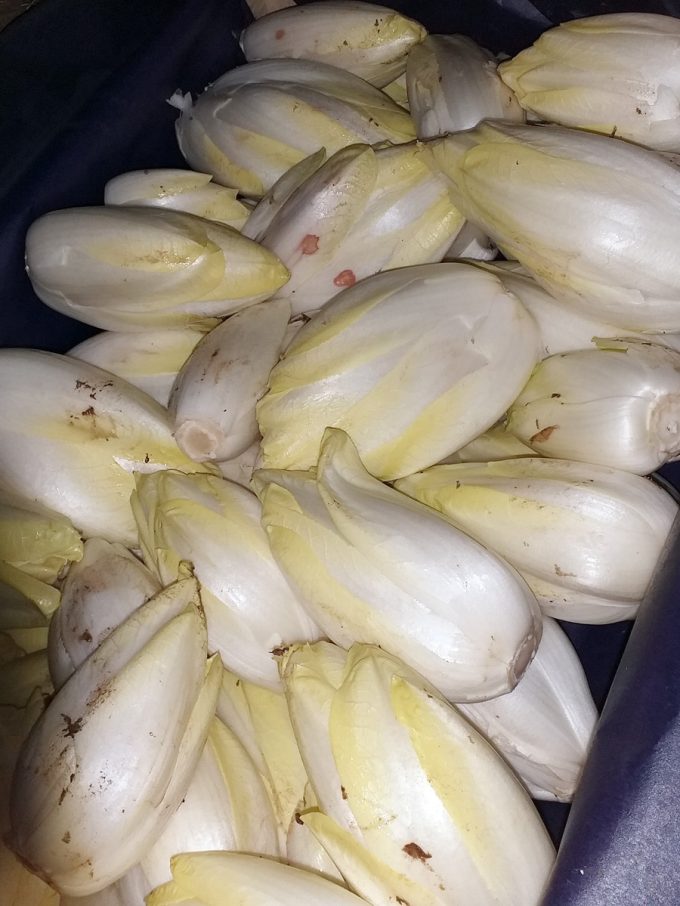 Nos endives