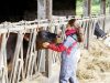 Vaches bichonnées