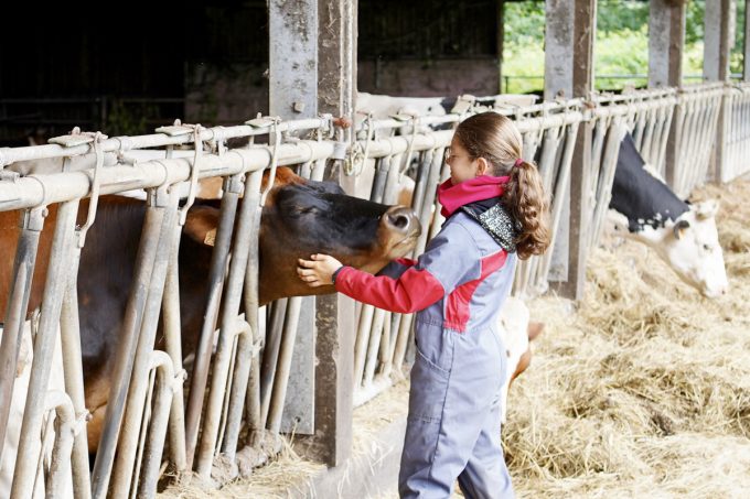Vaches bichonnées