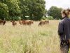 Erell & Cow