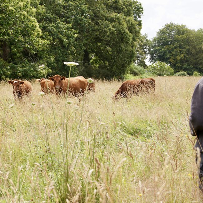 Erell & Cow