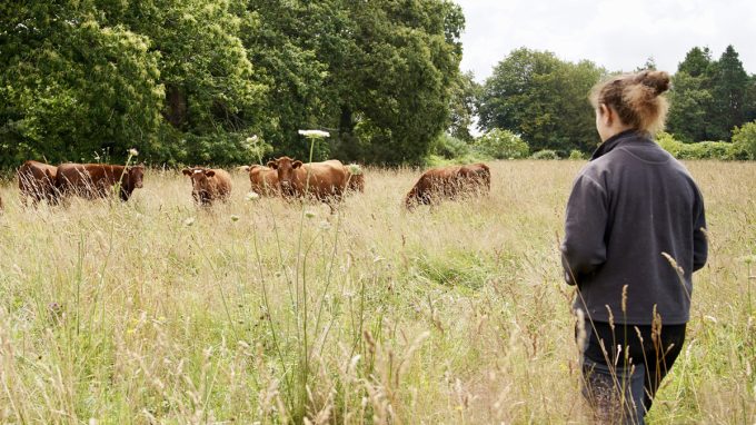 Erell & Cow