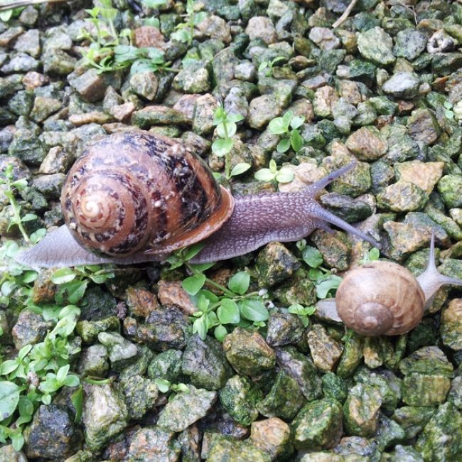 Cap’Hélix Escargots