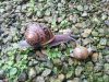 Cap&rsquo;Hélix Escargots