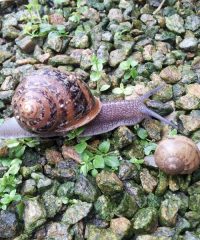 Cap&rsquo;Hélix Escargots