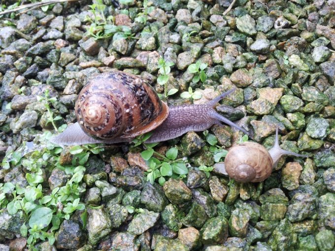 Cap&rsquo;Hélix Escargots