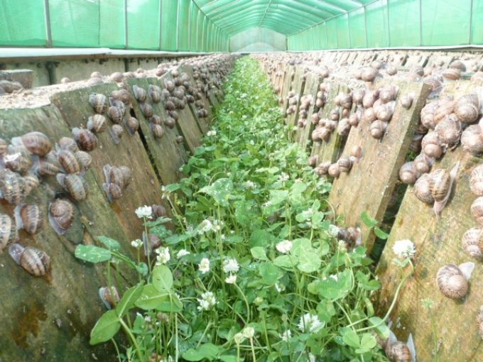 Elevage d'escargots