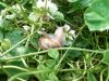 Escargot en vadrouille