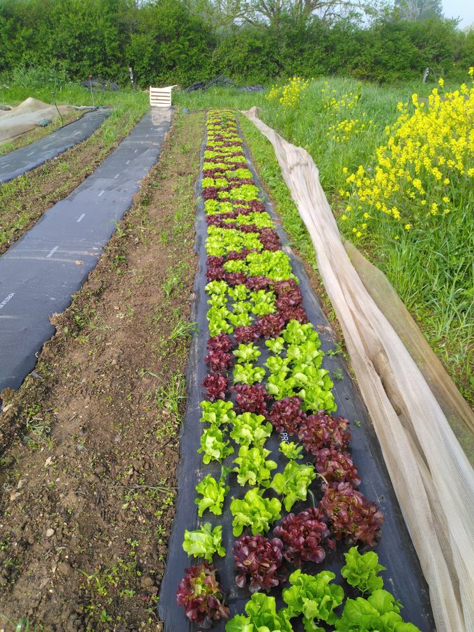 Légumes de pleine terre