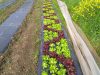 Légumes de pleine terre