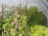 Serre de légumes