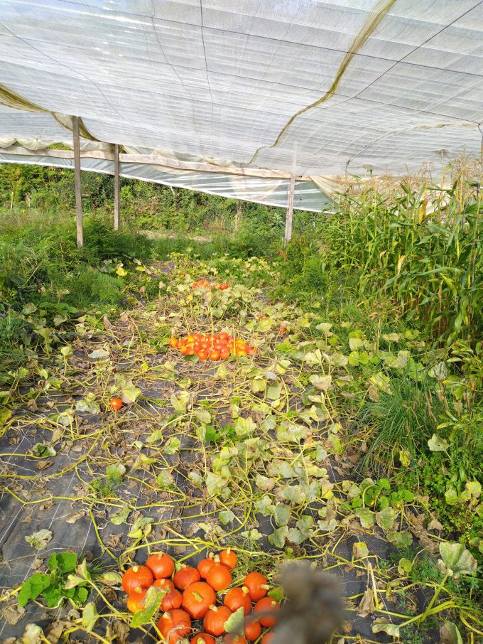 Serre de légumes