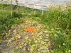 Serre de légumes