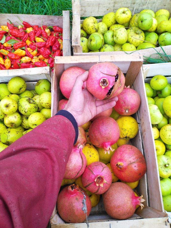 Récoltes de légumes
