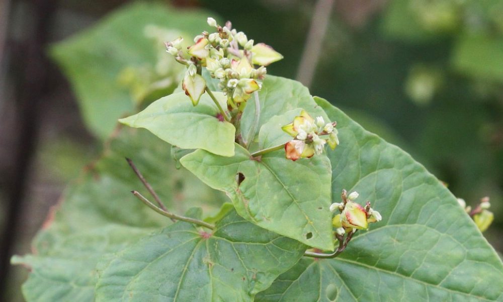 Sarrasin vert : utilité agronomique et bienfaits nutritionnels