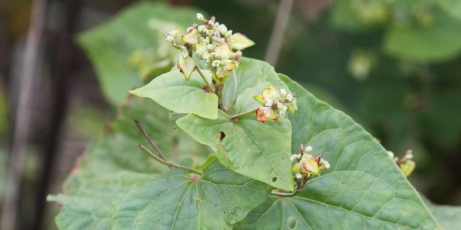 Sarrasin vert : utilité agronomique et bienfaits nutritionnels