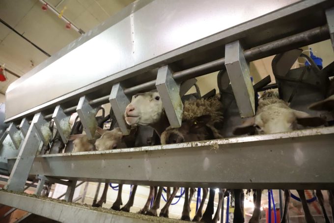 La Ferme de Kernon - salle de traite