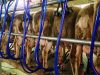 La Ferme de Kernon - traite