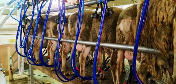 La Ferme de Kernon - traite