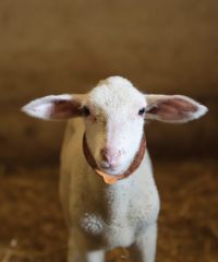 La Ferme de Kernon