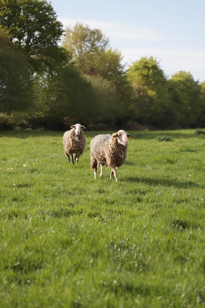 La Ferme de Kernon - à l'herbe