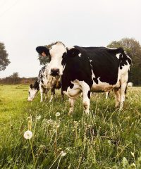 La Ferme de Kerunus