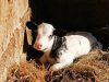 La Ferme de Kerunus - veau