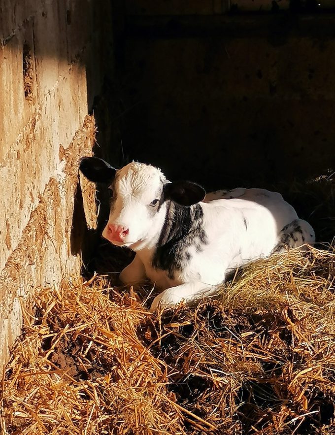 La Ferme de Kerunus - veau