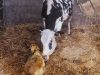 La Ferme de Kerunus - naissance