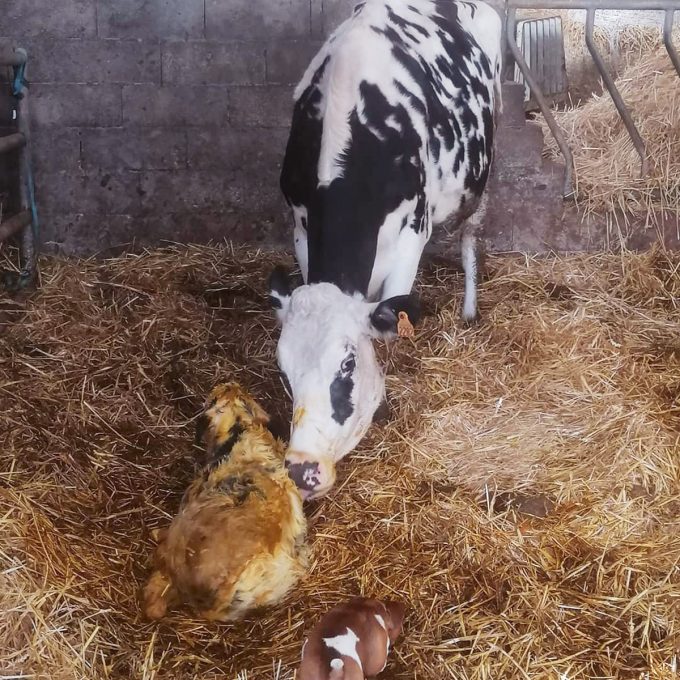 La Ferme de Kerunus - naissance