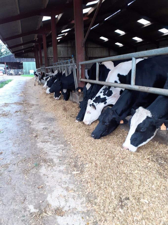 La Ferme de Kerunus - vaches