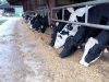 La Ferme de Kerunus - vaches