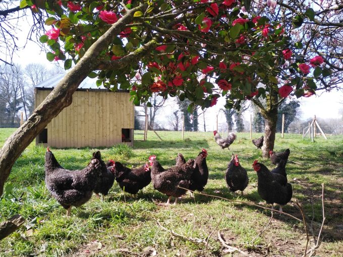 Volailles de la Ferme Mamm Douar