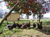 Volailles de la Ferme Mamm Douar