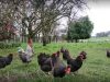 Ferme Mamm Douar