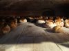 La Ferme de Neuziou