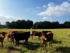 La Ferme de Neuziou - vaches allaitantes